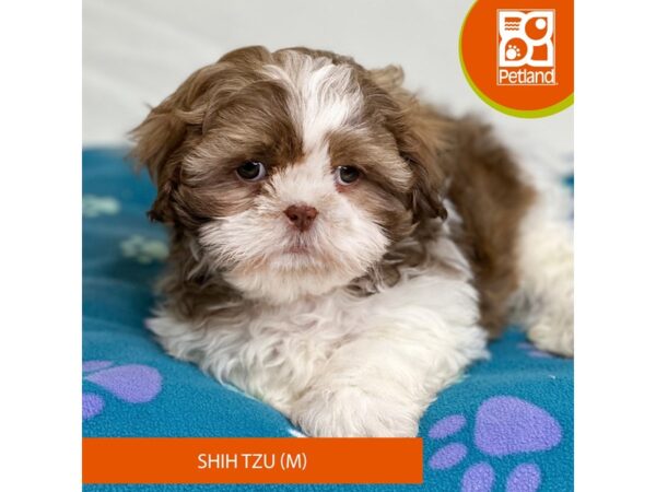 Shih Tzu Dog Male Brindle / White 15622 Petland Grove City & Columbus, Ohio