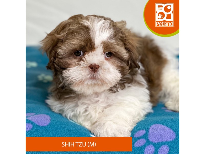 Shih Tzu-Male-Brindle / White-4021218-Petland Grove City, OH