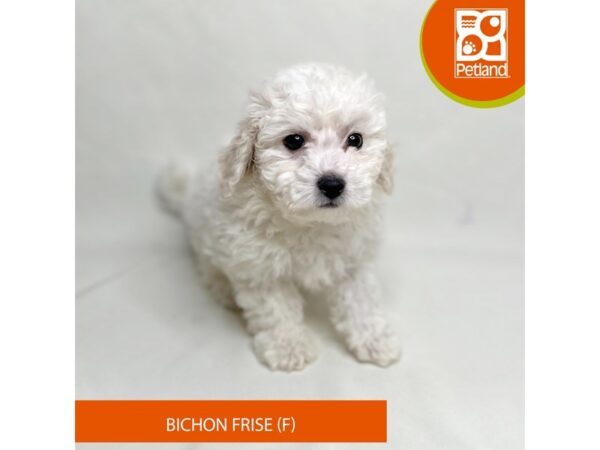 Bichon Frise-Dog-Female-White-15624-Petland Grove City & Columbus, Ohio