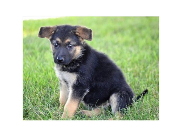 German Shepherd Dog DOG Female Black / Tan 372 Petland Grove City & Columbus, Ohio