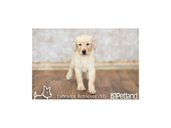 Labrador Retriever-DOG-Male-yellow-366-Petland Grove City & Columbus, Ohio