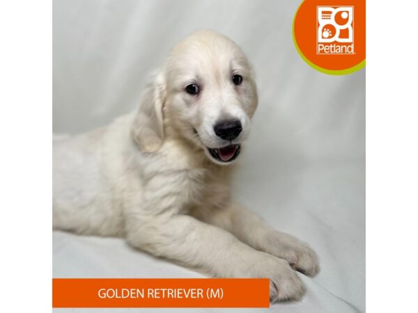 Golden Retriever Dog Male Light Golden 15630 Petland Grove City & Columbus, Ohio