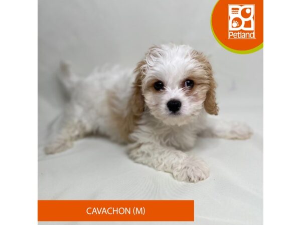 Cavachon Dog Male 15626 Petland Grove City & Columbus, Ohio