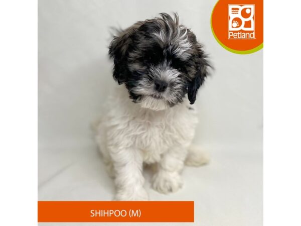 Shihpoo Dog Male Tri-Colored 15625 Petland Grove City & Columbus, Ohio