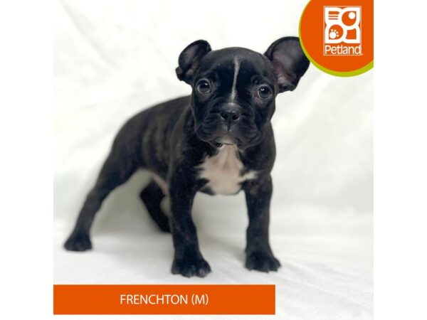 Frenchton Dog Male Brindle 15639 Petland Grove City & Columbus, Ohio