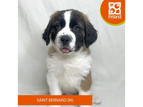 Saint Bernard-Dog-Male-Sable / White-15638-Petland Grove City & Columbus, Ohio