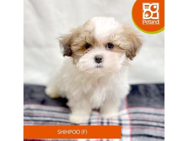 Shihpoo-Dog-Female-Tri-Colored-15640-Petland Grove City & Columbus, Ohio