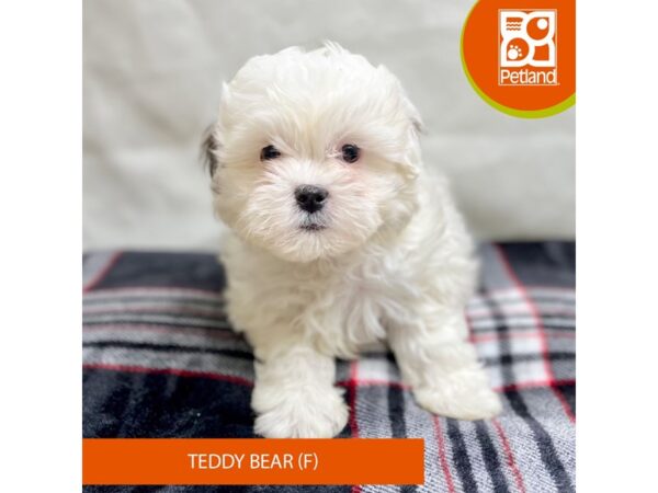 Teddy Bear Dog Female White / Brown 15635 Petland Grove City & Columbus, Ohio