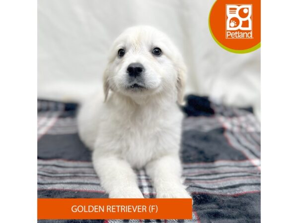 Golden Retriever Dog Female Cream 15647 Petland Grove City & Columbus, Ohio