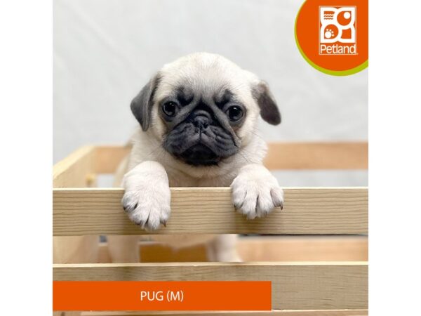 Pug Dog Male Fawn 15648 Petland Grove City & Columbus, Ohio