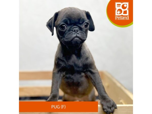 Pug Dog Female Black Silver 15650 Petland Grove City