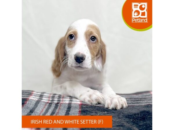 Irish Red and White Setter Dog Female Red / White 15651 Petland Grove City & Columbus, Ohio