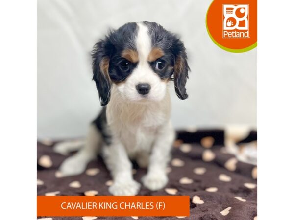 Cavalier King Charles Spaniel-Dog-Female-Tri-Colored-15662-Petland Grove City & Columbus, Ohio