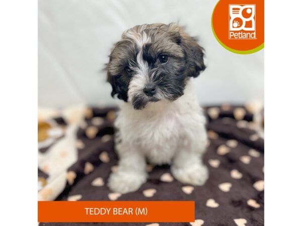 Teddy Bear-Dog-Male--15658-Petland Grove City & Columbus, Ohio