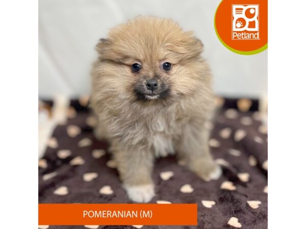 Pomeranian-Dog-Male-Brown-15656-Petland Grove City & Columbus, Ohio