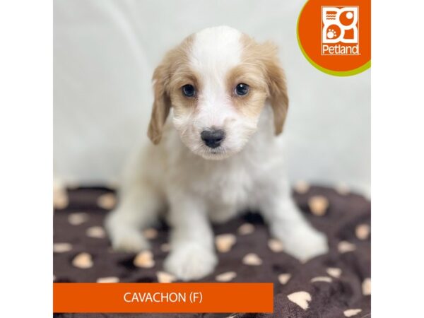 Cavachon Dog Female 15655 Petland Grove City & Columbus, Ohio