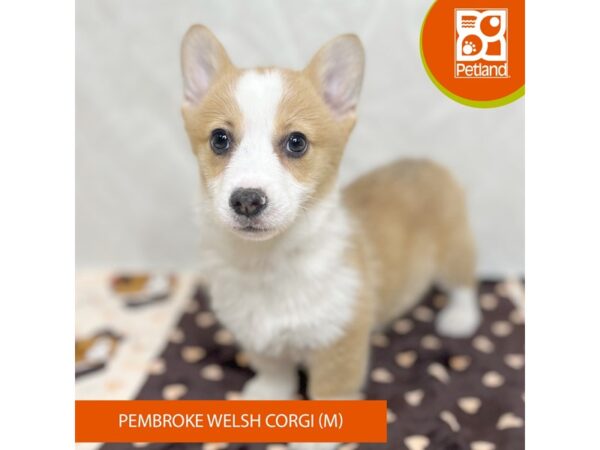 Pembroke Welsh Corgi-Dog-Male-Red / White-15654-Petland Grove City