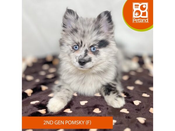 Pomsky 2nd Gen Dog Female Blue Merle 15653 Petland Grove City & Columbus, Ohio