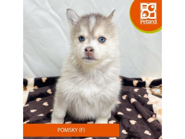 Pomsky Dog Female Black / White 15659 Petland Grove City & Columbus, Ohio