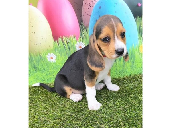 Beagle Dog Male Black Tan / White 15665 Petland Grove City & Columbus, Ohio