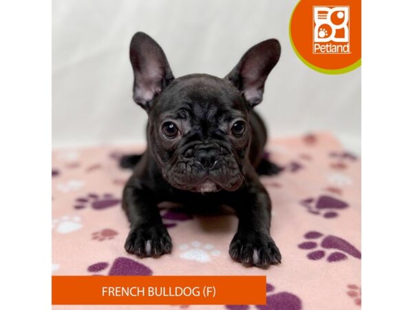 French Bulldog Dog Female Black 15645 Petland Grove City & Columbus, Ohio