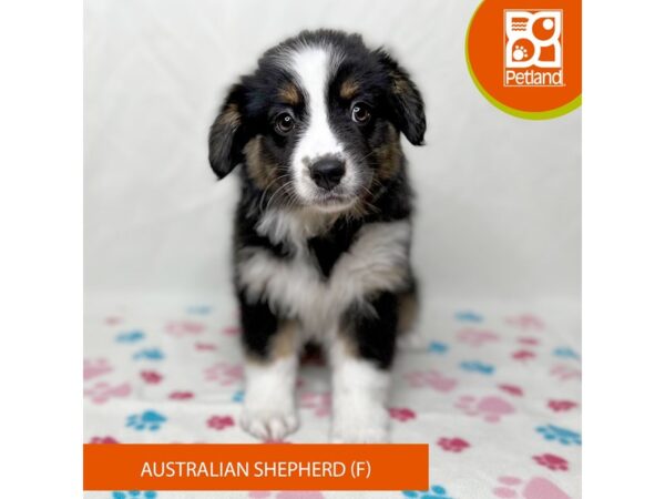 Australian Shepherd Dog Female Black White / Tan 15668 Petland Grove City & Columbus, Ohio