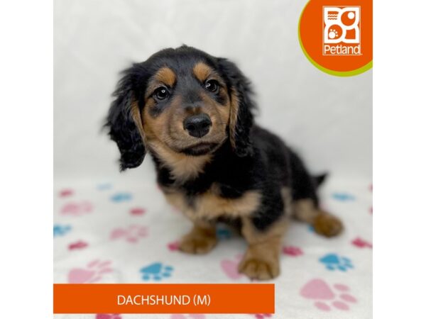 Dachshund-Dog-Male-Black / Tan-15667-Petland Grove City & Columbus, Ohio