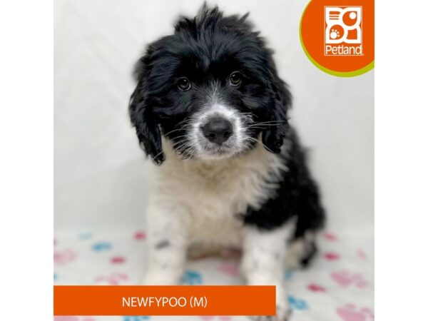 Newfypoo Dog Male Black / White 15666 Petland Grove City & Columbus, Ohio