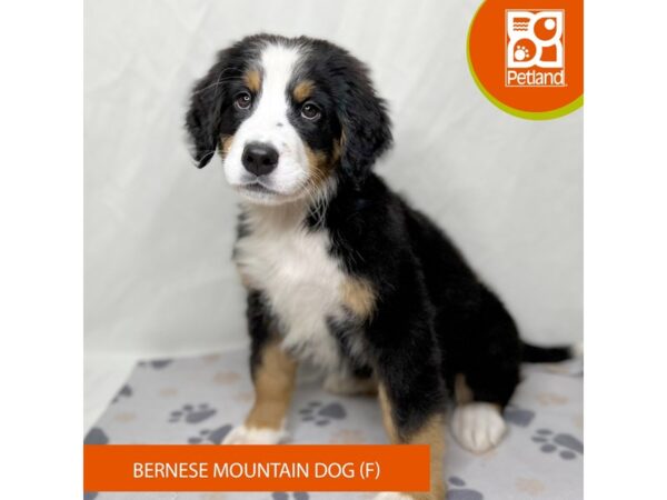 Bernese Mountain Dog Dog Female 15657 Petland Grove City & Columbus, Ohio