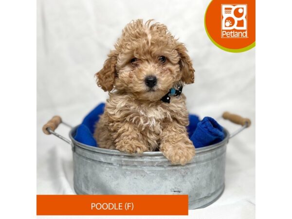 Poodle Dog Female Tan 15675 Petland Grove City & Columbus, Ohio