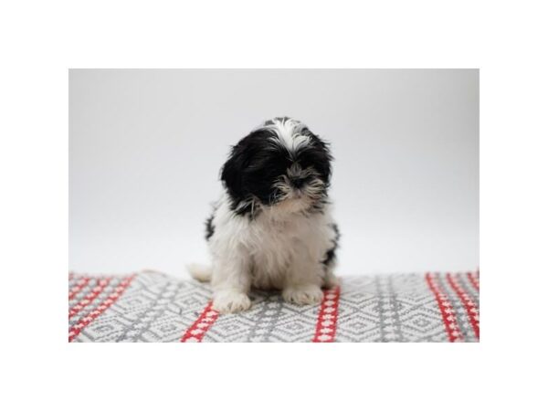 Shih Tzu-Dog-Male-Black / White-15679-Petland Grove City