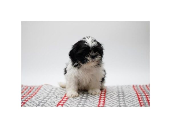 Shih Tzu Dog Male Black / White 15679 Petland Grove City & Columbus, Ohio