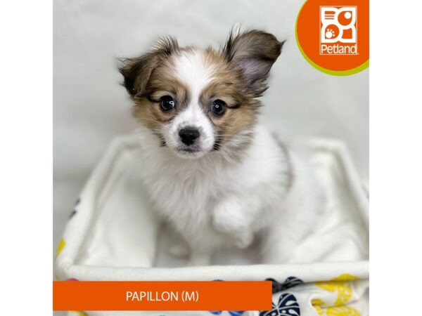 Papillon Dog Male Sable / White 15681 Petland Grove City & Columbus, Ohio