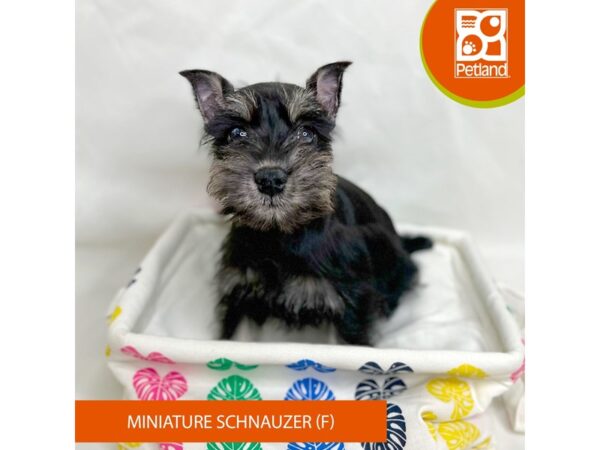 Miniature Schnauzer-Dog-Female-Salt / Pepper-15680-Petland Grove City & Columbus, Ohio