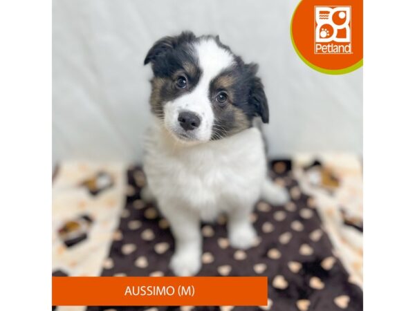 Aussimo Dog Male Black / White 15661 Petland Grove City & Columbus, Ohio