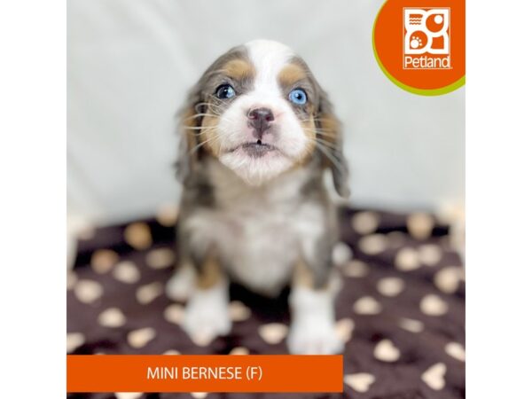 Mini Bernese Dog Female Blue Merle 15660 Petland Grove City & Columbus, Ohio