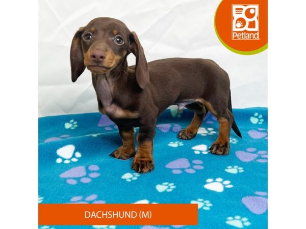 Dachshund-Dog-Male-Chocolate-15664-Petland Grove City & Columbus, Ohio