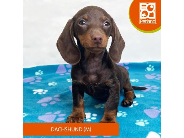 Dachshund Dog Female Chocolate 15663 Petland Grove City & Columbus, Ohio