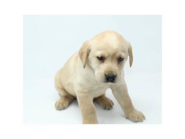 Labrador Retriever-Dog-Female-Yellow-15671-Petland Grove City & Columbus, Ohio