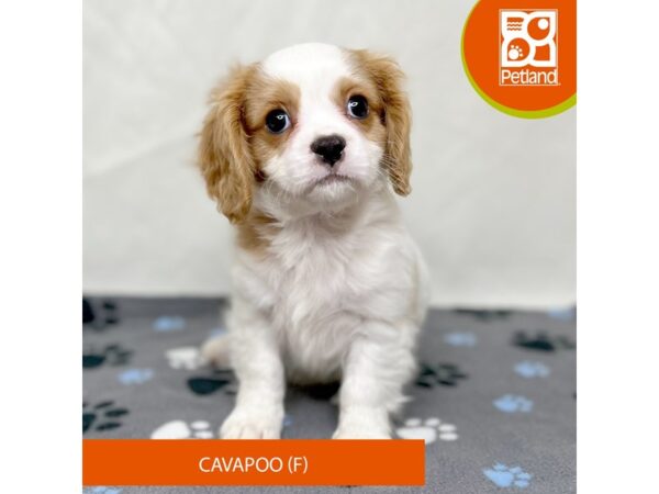 Cavapoo-Dog-Female-Blenheim-15670-Petland Grove City & Columbus, Ohio