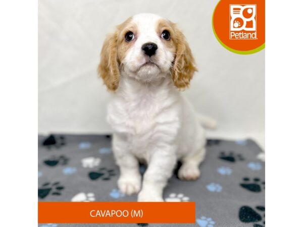 Cavapoo Dog Male Blenheim 15669 Petland Grove City & Columbus, Ohio