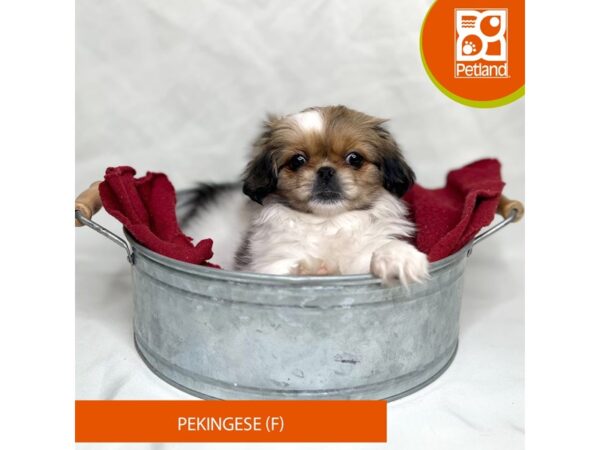 Pekingese-Dog-Female-Sable / White-15673-Petland Grove City & Columbus, Ohio