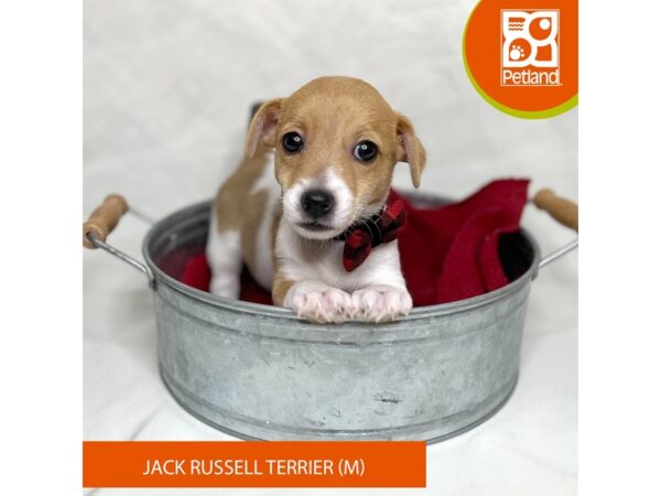 Jack Russell Terrier-Dog-Male-Brown / White-15674-Petland Grove City & Columbus, Ohio