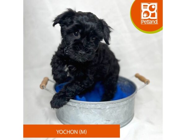 Yochon Dog Male Black / White 15676 Petland Grove City & Columbus, Ohio