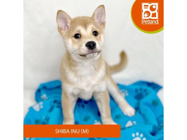 Shiba Inu-Dog-Male-Red Sesame-15678-Petland Grove City & Columbus, Ohio