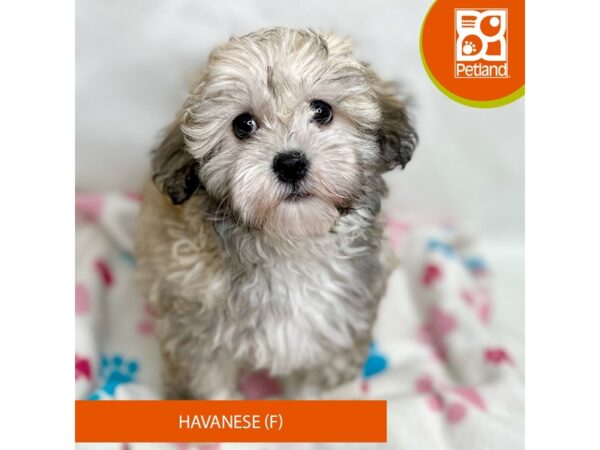 Havanese Dog Female Sable / White 15683 Petland Grove City