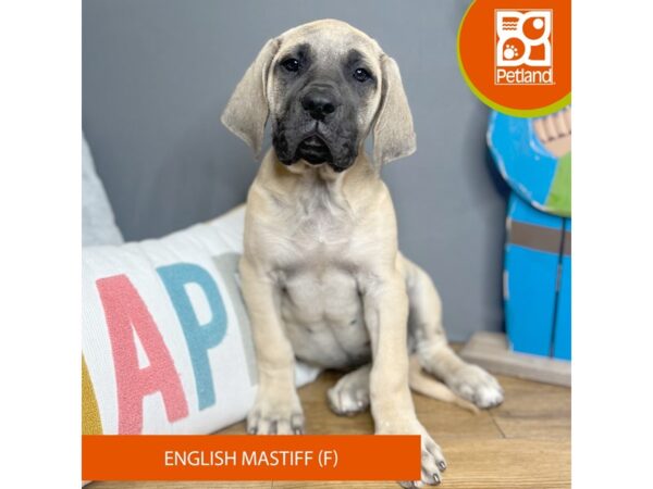 English Mastiff Dog Female Fawn 15690 Petland Grove City & Columbus, Ohio