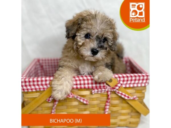 Bichapoo Dog Male Red Merle 15677 Petland Grove City