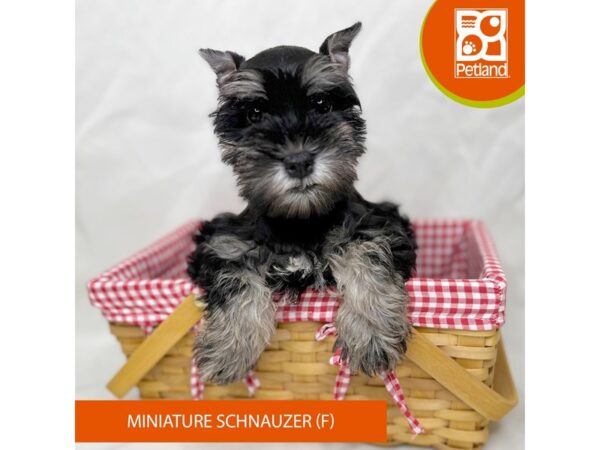 Miniature Schnauzer-Dog-Female-Salt / Pepper-15697-Petland Grove City & Columbus, Ohio