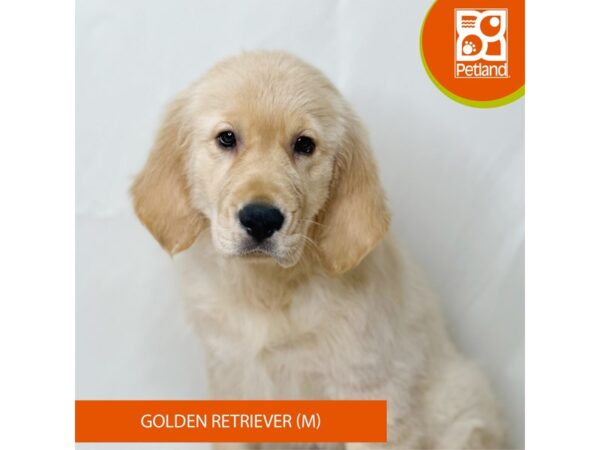 Golden Retriever-Dog-Male-Golden-15694-Petland Grove City & Columbus, Ohio